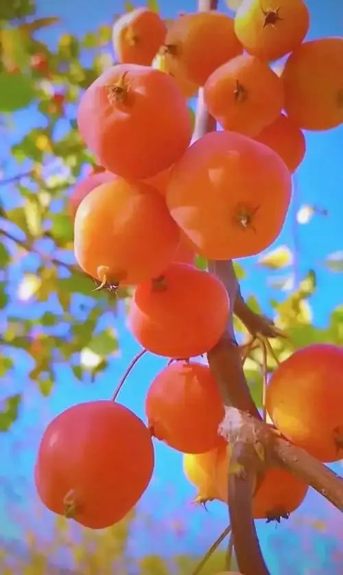 Seasonal autumn fruits — pear and stored warmth as the appetite turns at the equinox