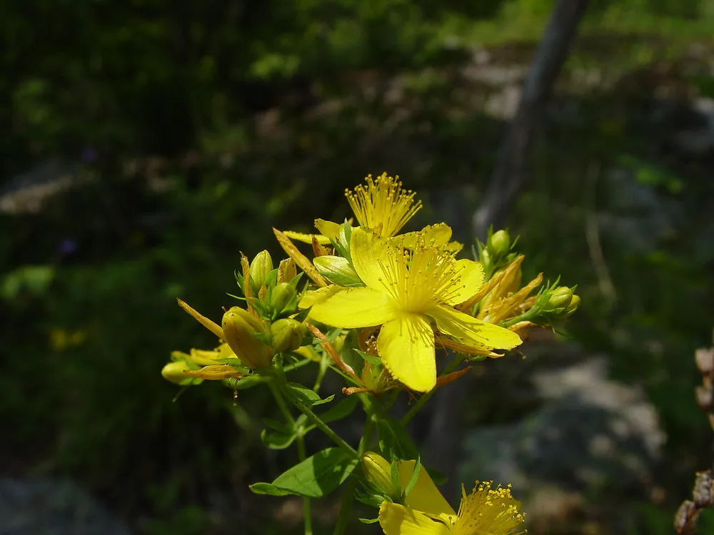 St. John's Wort (Hypericum perforatum) — the herb gathered on St. John's Eve for peak midsummer potency