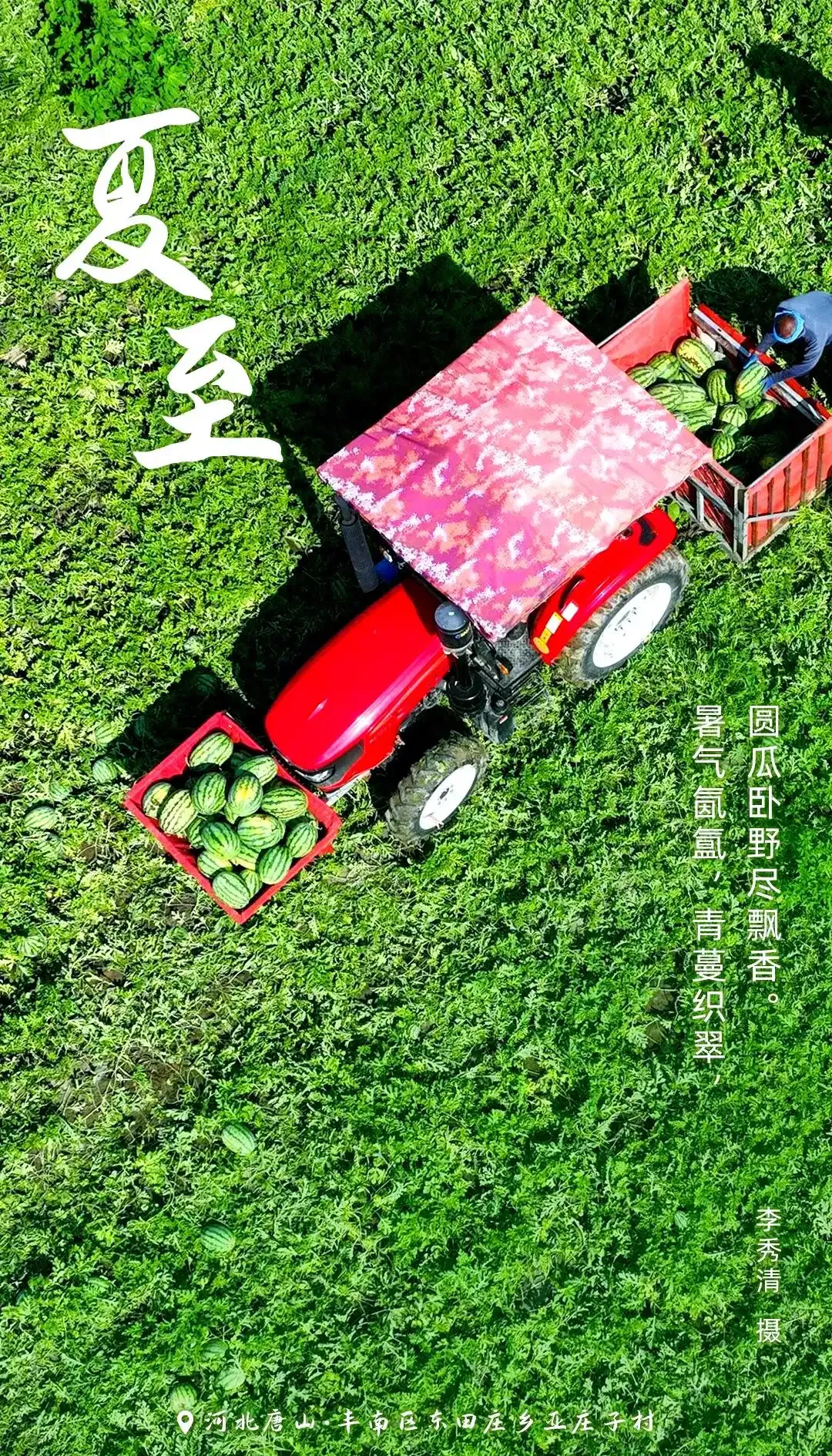 Farmer harvesting watermelon in summer — a cooling fruit for the longest days after the summer solstice