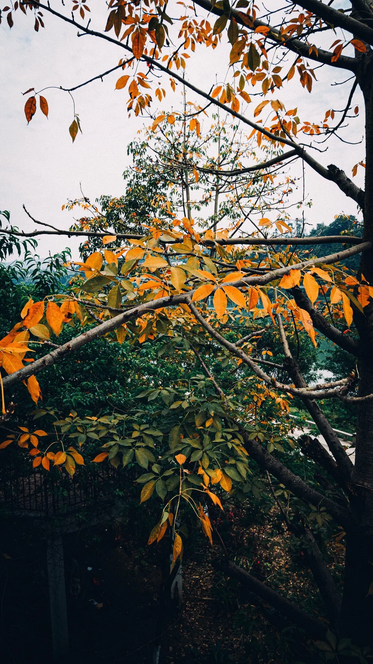When does autumn start — the three measurement systems that define the season's beginning